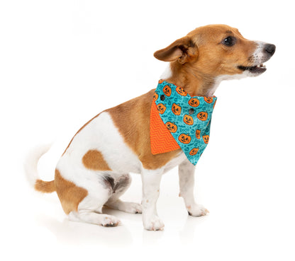 FuzzYard Bandana Jack Jack Jackie Lantern Teal: S/M